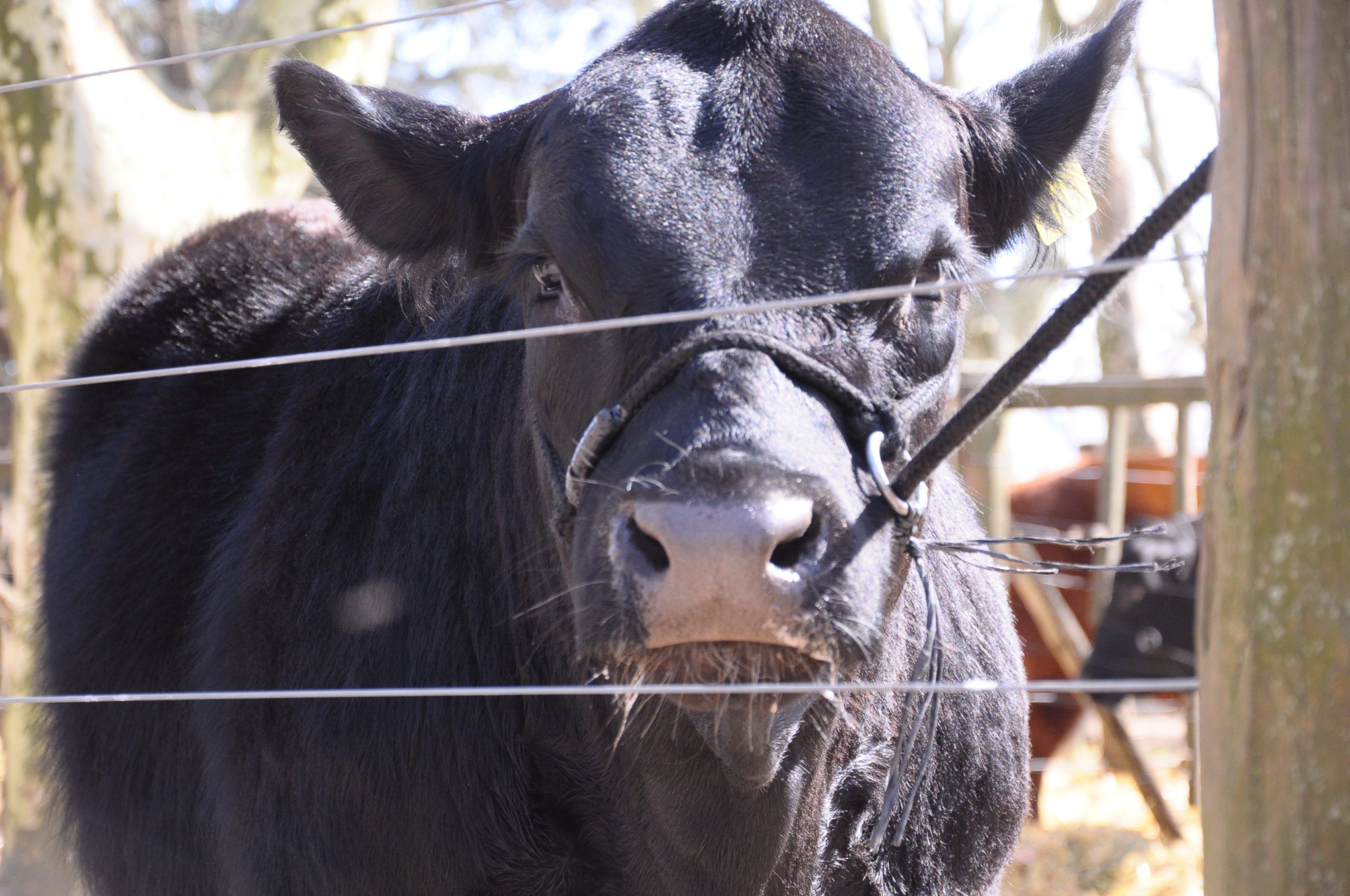 Expo Rural Pergamino: Con la fecha confirmada, avanzan los preparativos para que Pergamino viva su fiesta